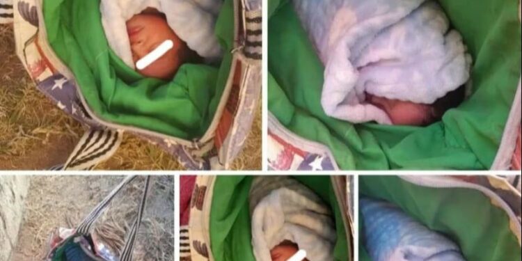 Heroic dog rescues abandoned newborn in eMalahleni