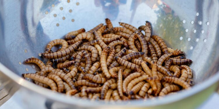 A close-up view of superworms in a stainless steel colander, perfect for bait.