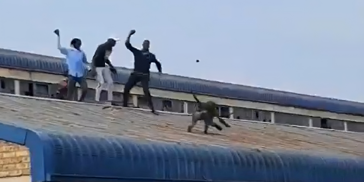 Baboon killed at school sparks concerns over human-wildlife conflict