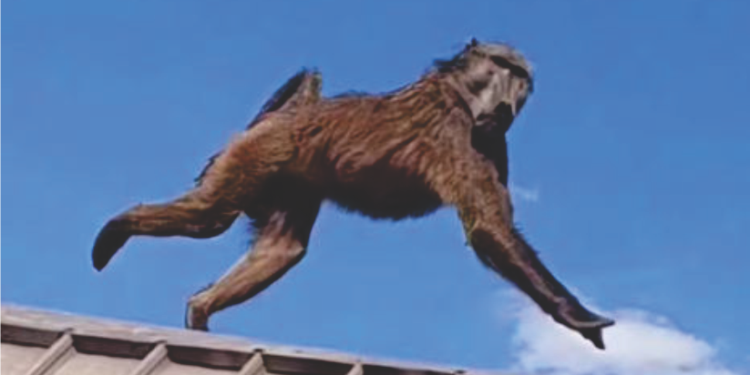 Outrage over baboon’s killing fuels calls for wildlife education‘We strongly condemn the killing of the baboon and any forms of violence towards animals and humans’ – Traditional Healers Organisation
