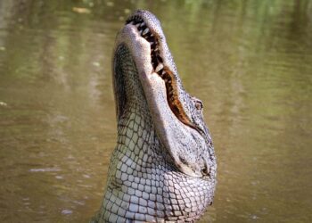 Close-up of an alligator with open jaws, showcasing its fierce presence in a swamp setting.