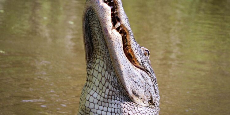Close-up of an alligator with open jaws, showcasing its fierce presence in a swamp setting.